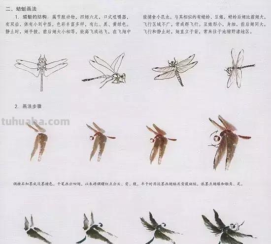 中国国画 几种虫儿的画法