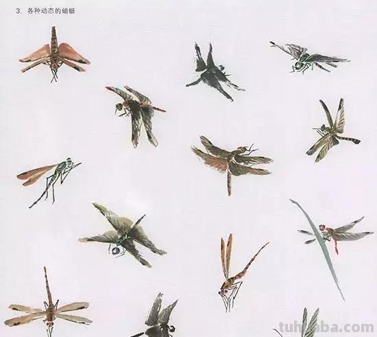 中国国画 几种虫儿的画法