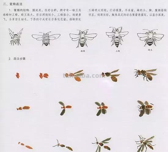 中国国画 几种虫儿的画法