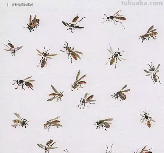 中国国画 几种虫儿的画法