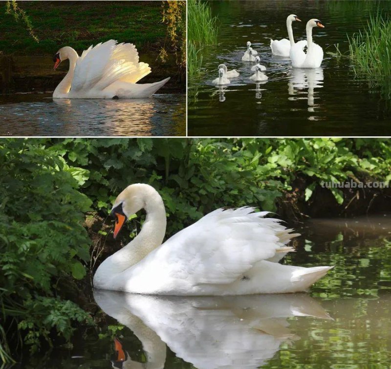 儿童画教程|创意线条课程推荐 - 月光下的白天鹅 儿童画教程|创意线条课程推荐 - 月光下的白天鹅