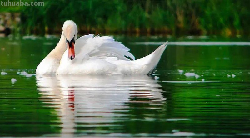 儿童画教程|创意线条课程推荐 - 月光下的白天鹅 儿童画教程|创意线条课程推荐 - 月光下的白天鹅