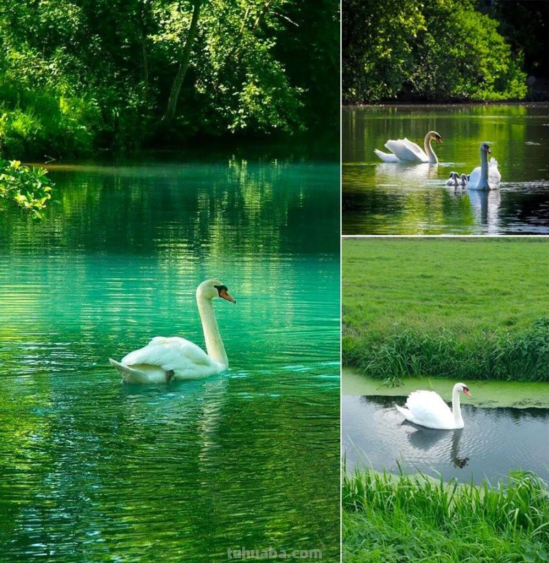 儿童画教程|创意线条课程推荐 - 月光下的白天鹅 儿童画教程|创意线条课程推荐 - 月光下的白天鹅