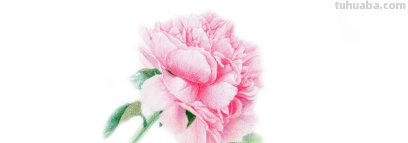 牡丹花也太好看了，用彩铅画一幅
