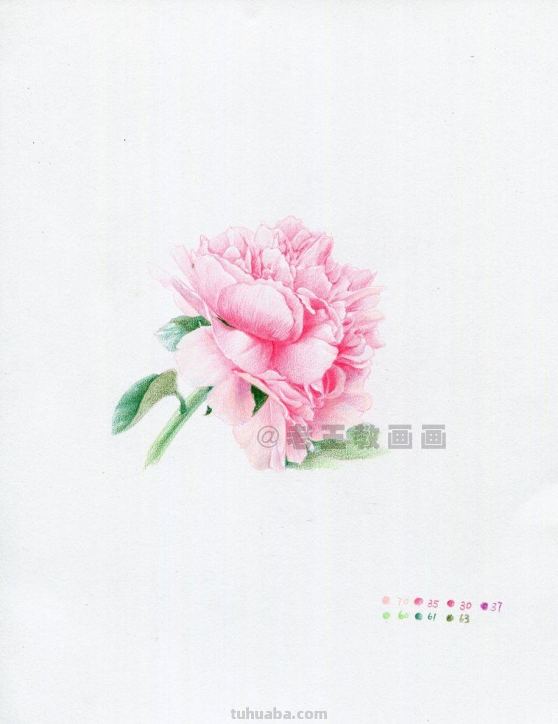 牡丹花也太好看了,用彩铅画一幅 牡丹花也太好看了,用彩铅画一幅