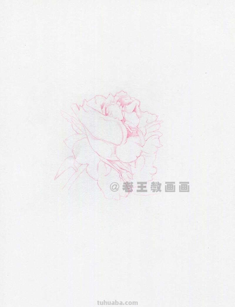 牡丹花也太好看了,用彩铅画一幅 牡丹花也太好看了,用彩铅画一幅