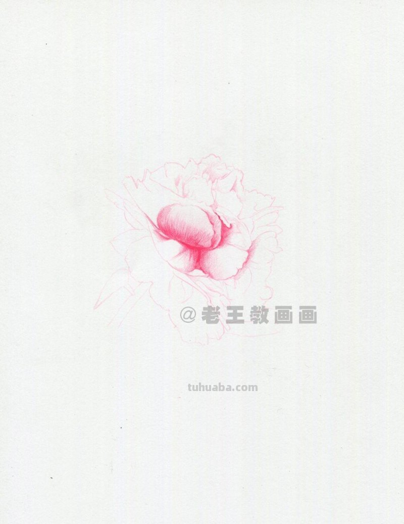 牡丹花也太好看了,用彩铅画一幅 牡丹花也太好看了,用彩铅画一幅