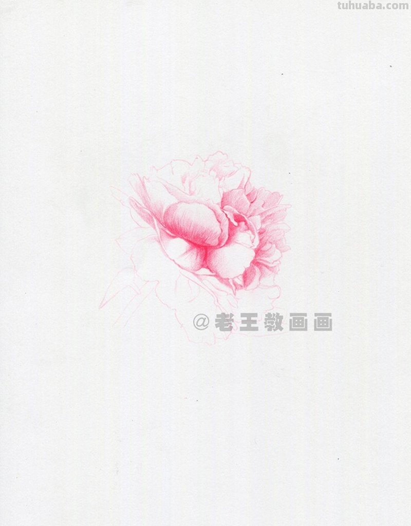 牡丹花也太好看了,用彩铅画一幅 牡丹花也太好看了,用彩铅画一幅