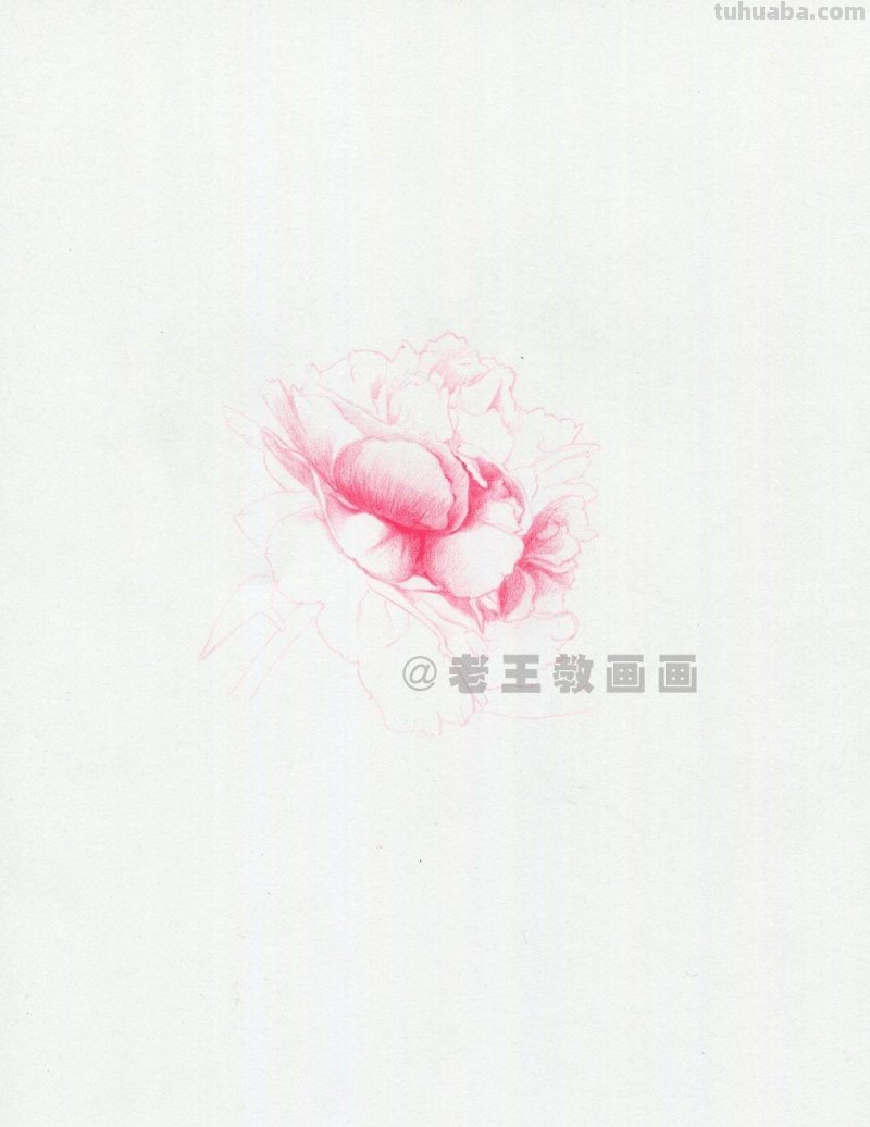 牡丹花也太好看了,用彩铅画一幅 牡丹花也太好看了,用彩铅画一幅