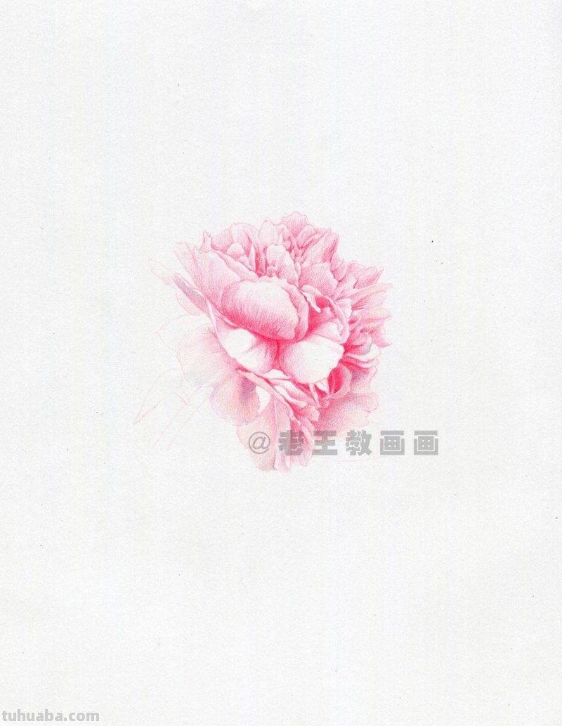牡丹花也太好看了,用彩铅画一幅 牡丹花也太好看了,用彩铅画一幅