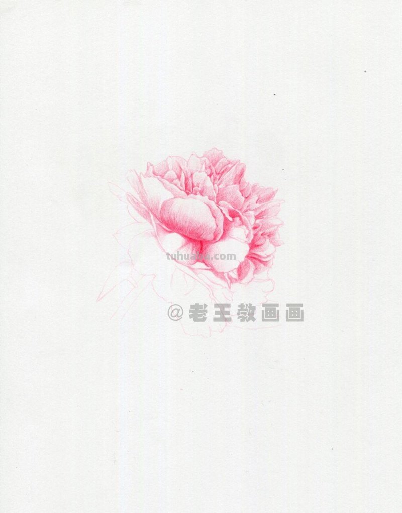 牡丹花也太好看了,用彩铅画一幅 牡丹花也太好看了,用彩铅画一幅