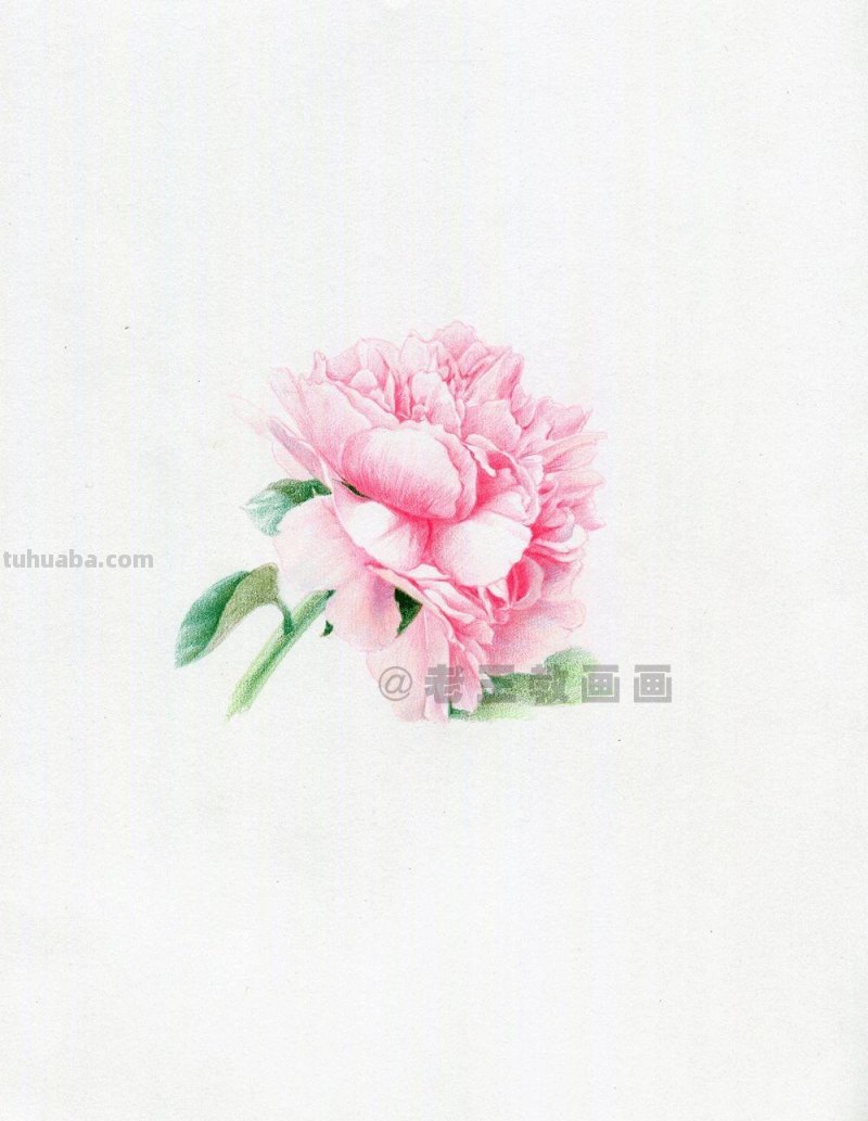 牡丹花也太好看了,用彩铅画一幅 牡丹花也太好看了,用彩铅画一幅