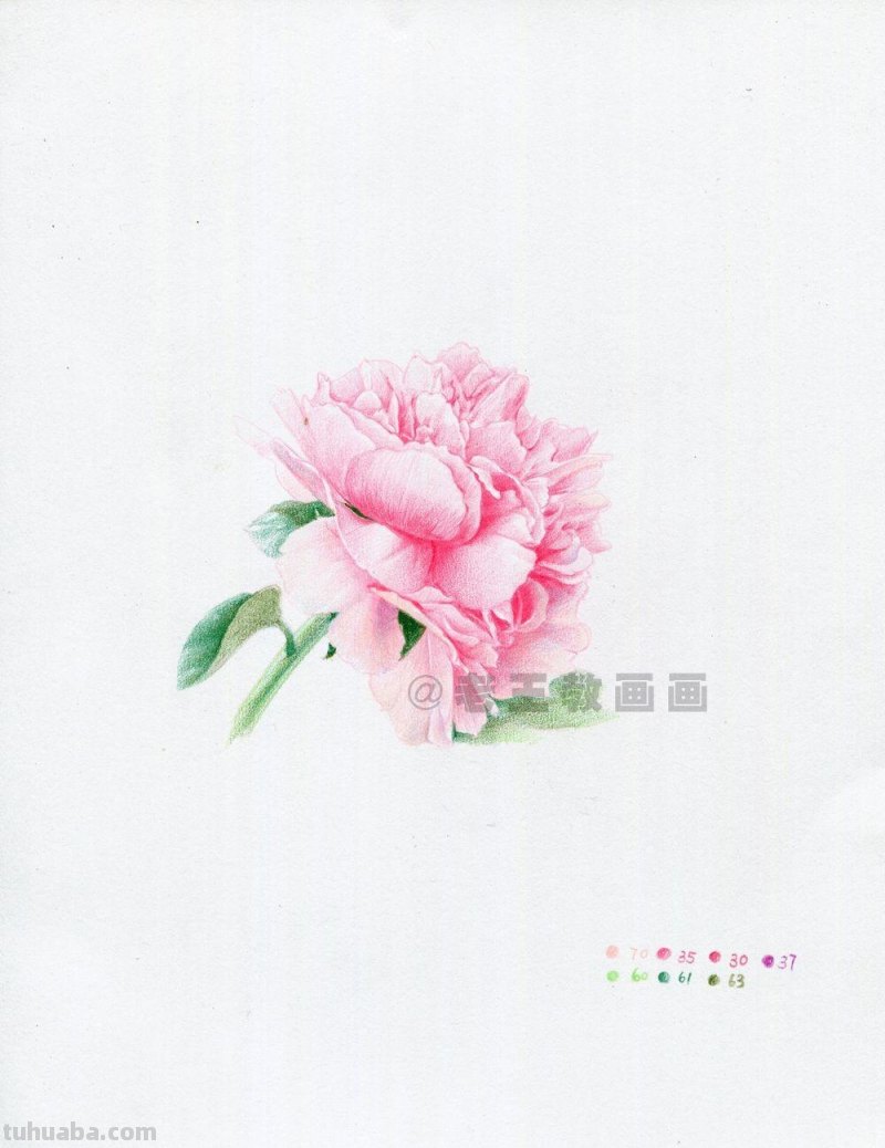 牡丹花也太好看了,用彩铅画一幅 牡丹花也太好看了,用彩铅画一幅