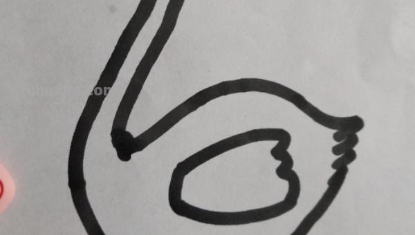 白鹅怎么画彩铅图片 如何画天鹅好看? 白鹅怎么画彩铅图片 如何画天鹅好看?