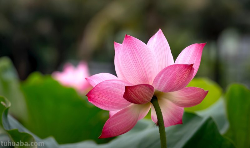 美极了，用这6个摄影技巧拍荷花，新手也能拍好看