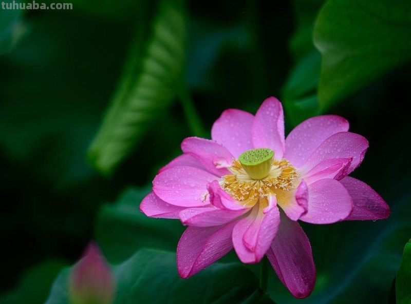 美极了，用这6个摄影技巧拍荷花，新手也能拍好看