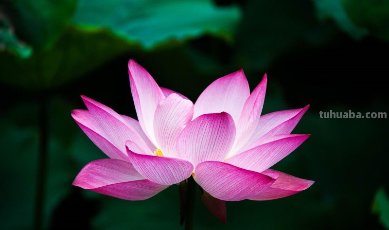 美极了，用这6个摄影技巧拍荷花，新手也能拍好看