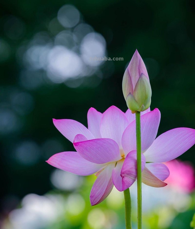 美极了，用这6个摄影技巧拍荷花，新手也能拍好看