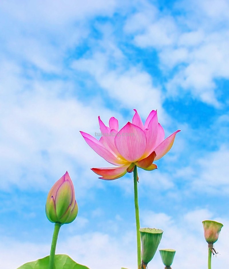 美极了，用这6个摄影技巧拍荷花，新手也能拍好看