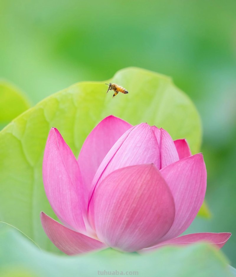 美极了，用这6个摄影技巧拍荷花，新手也能拍好看