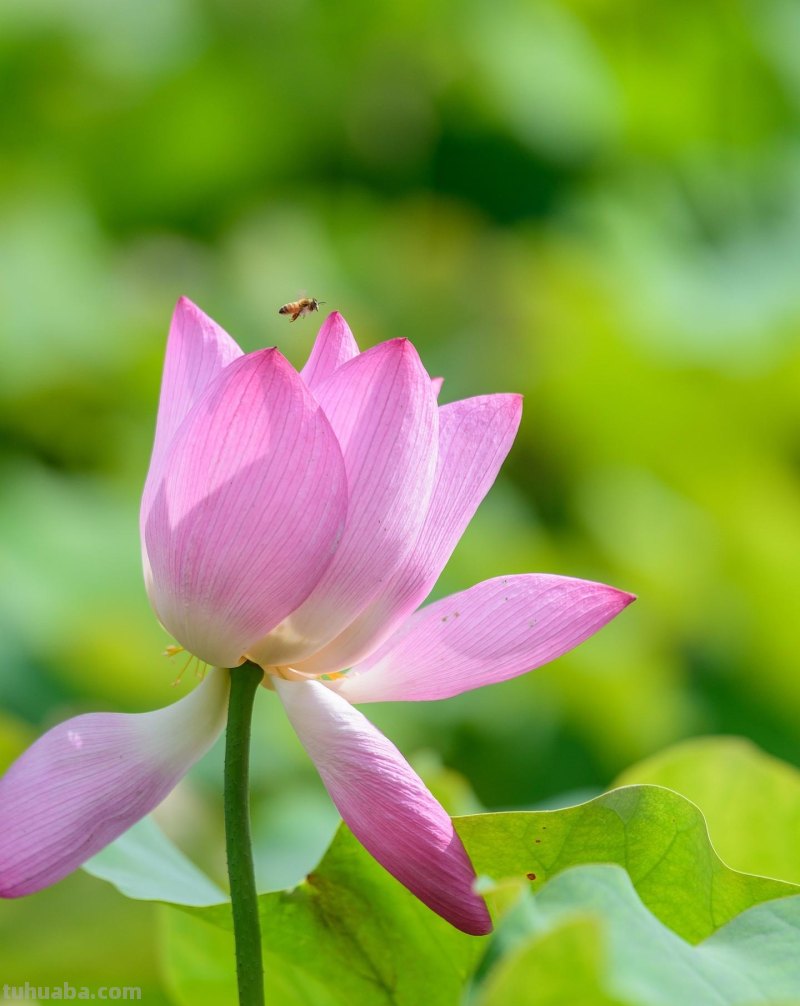 美极了，用这6个摄影技巧拍荷花，新手也能拍好看