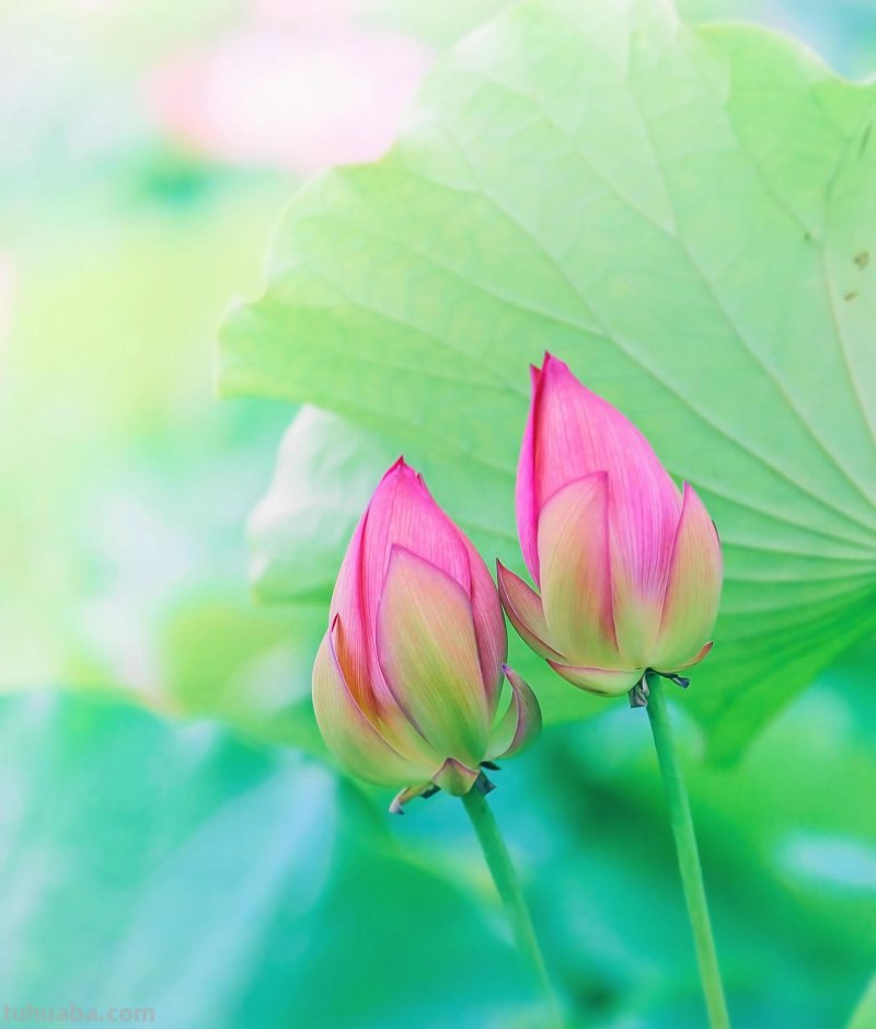 美极了，用这6个摄影技巧拍荷花，新手也能拍好看