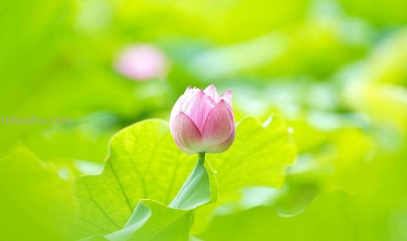 美极了，用这6个摄影技巧拍荷花，新手也能拍好看