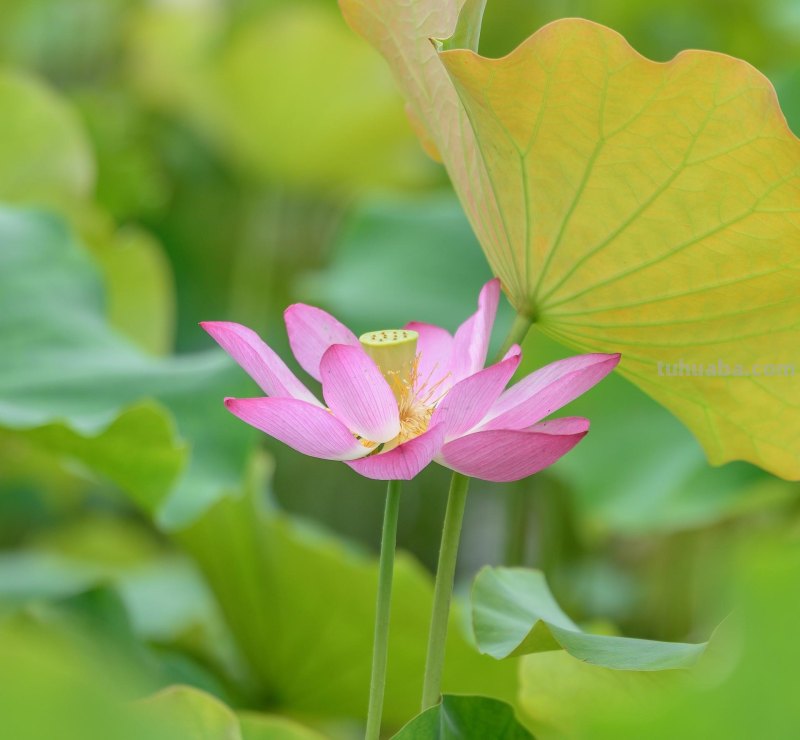 美极了，用这6个摄影技巧拍荷花，新手也能拍好看