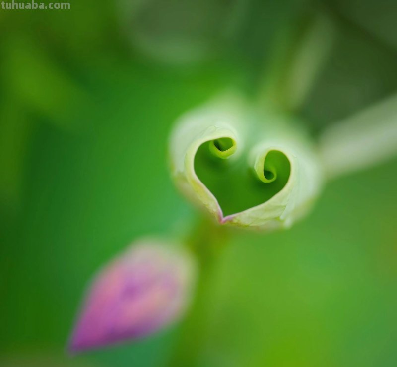 美极了，用这6个摄影技巧拍荷花，新手也能拍好看