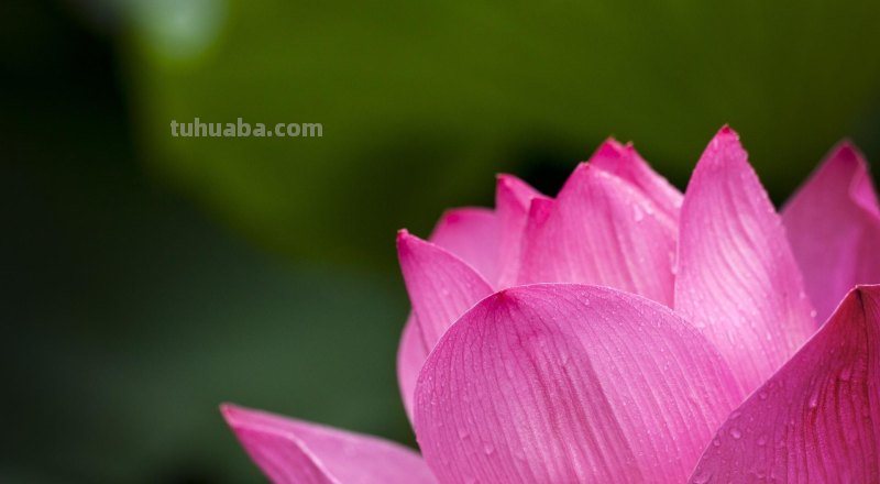 美极了，用这6个摄影技巧拍荷花，新手也能拍好看