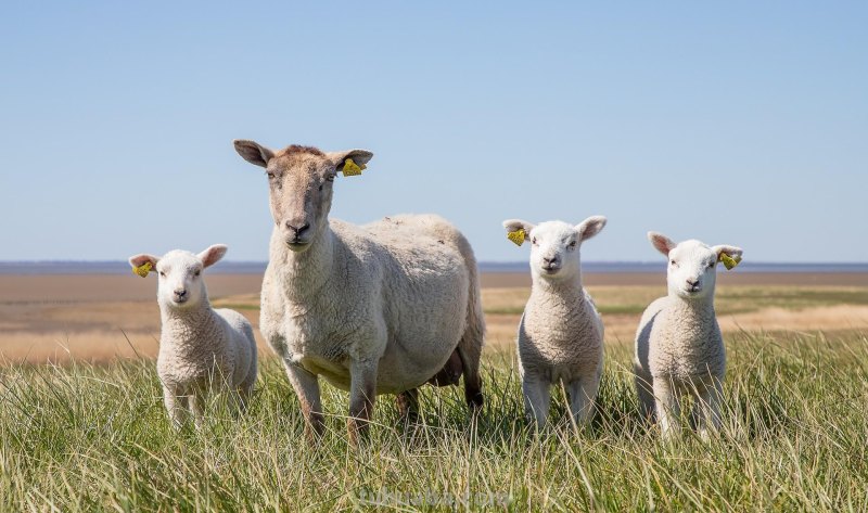 拍风景的10个好用摄影技巧,不再浪费美景,帮你轻松拍出大片 拍风景的10个好用摄影技巧,不再浪费美景,帮你轻松拍出大片