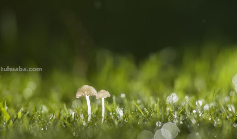 不拼器材！这4种微距摄影的常用器材，你都知道吗？