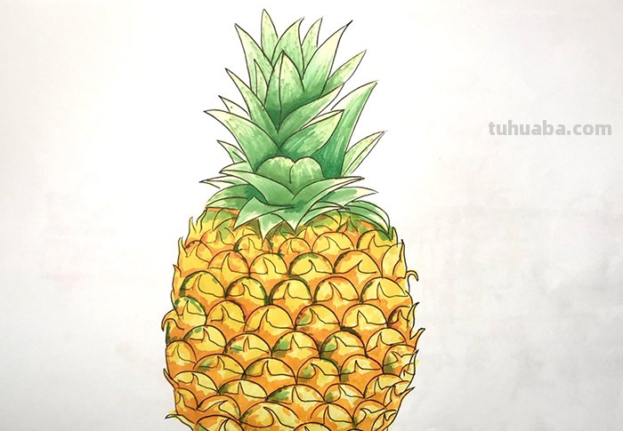 怎么画菠萝叶彩铅 画菠萝六年级？