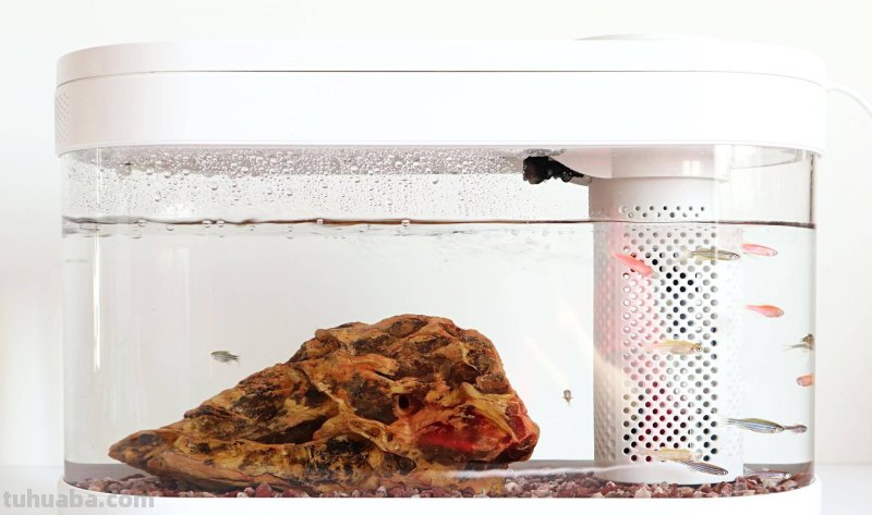 子非鱼，焉知鱼之乐？画法几何两栖生态鱼缸