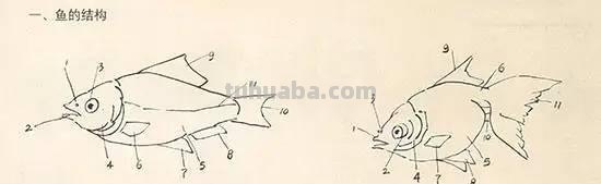 国画｜各种鱼的写意画法