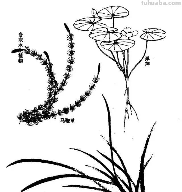 国画｜各种鱼的写意画法