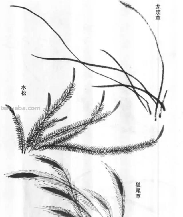 国画｜各种鱼的写意画法