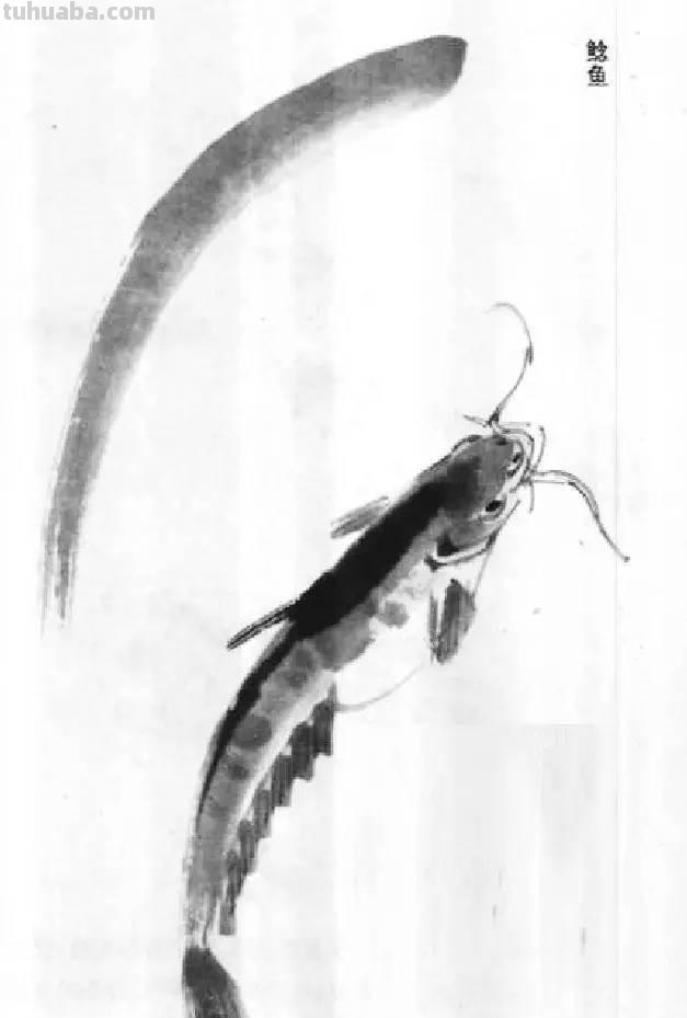 国画｜各种鱼的写意画法