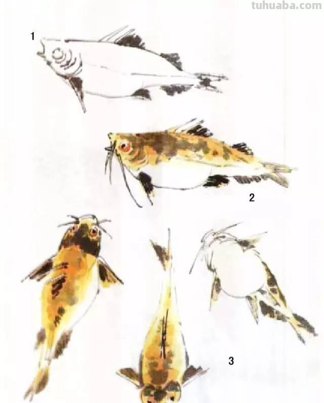 国画｜各种鱼的写意画法