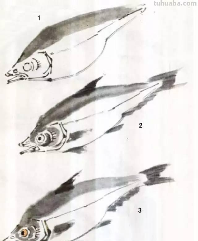 国画｜各种鱼的写意画法