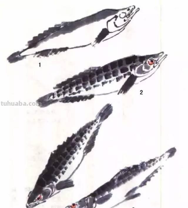 国画｜各种鱼的写意画法