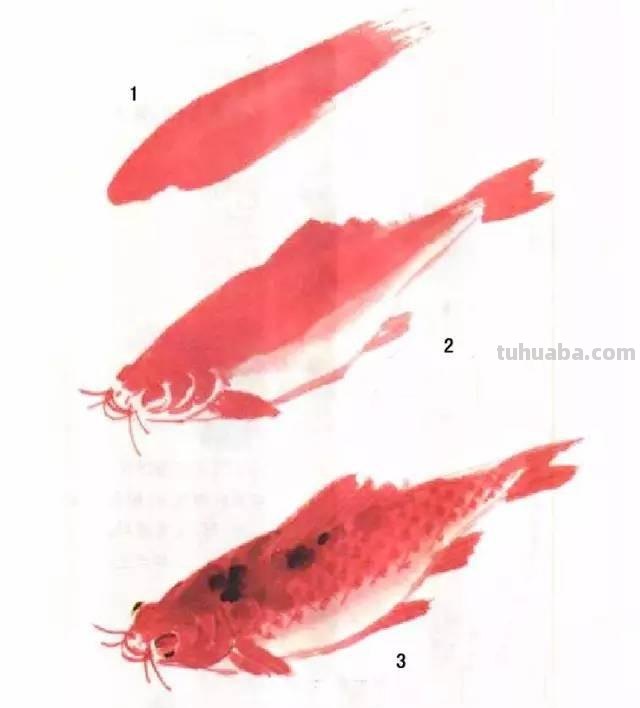 国画｜各种鱼的写意画法