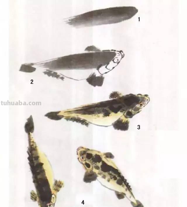 国画｜各种鱼的写意画法