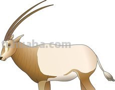 羚羊彩铅简笔画用什么颜色