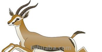 羚羊彩铅简笔画用什么颜色