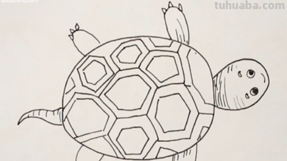 乌龟怎么画
