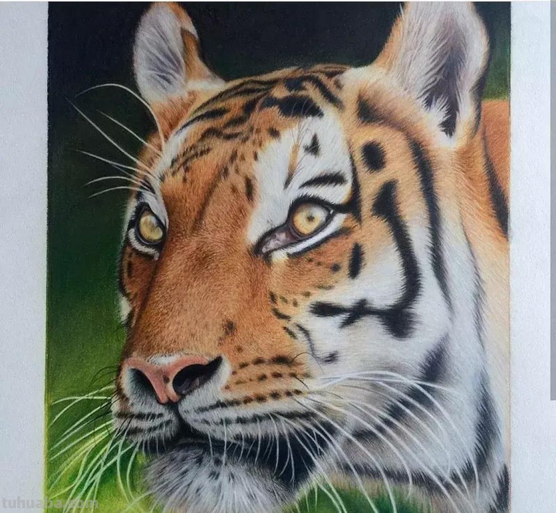 画得比照片还漂亮!彩铅玩到这境界让人很慌...... 画得比照片还漂亮!彩铅玩到这境界让人很慌......