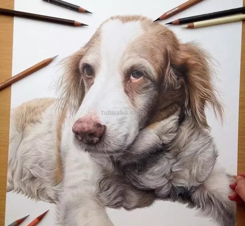 画得比照片还漂亮!彩铅玩到这境界让人很慌...... 画得比照片还漂亮!彩铅玩到这境界让人很慌......