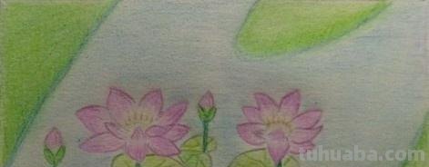 彩铅荷花动物怎么画 如何用彩色铅笔画荷花?彩铅画荷花的方法、步骤? 彩铅荷花动物怎么画 如何用彩色铅笔画荷花?彩铅画荷花的方法、步骤?