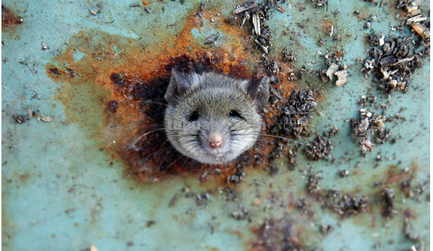 小老鼠最简单的画法